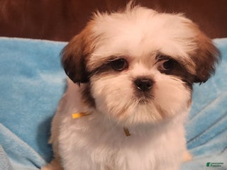 Shih Tzu dogs Shih Tzu Puppy 3 - Ad 7