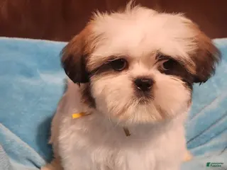 Shih Tzu dogs Shih Tzu Puppy 3 - Ad 9