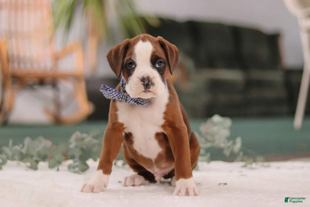 Boxer dogs for sale: Dozer - Ad 5