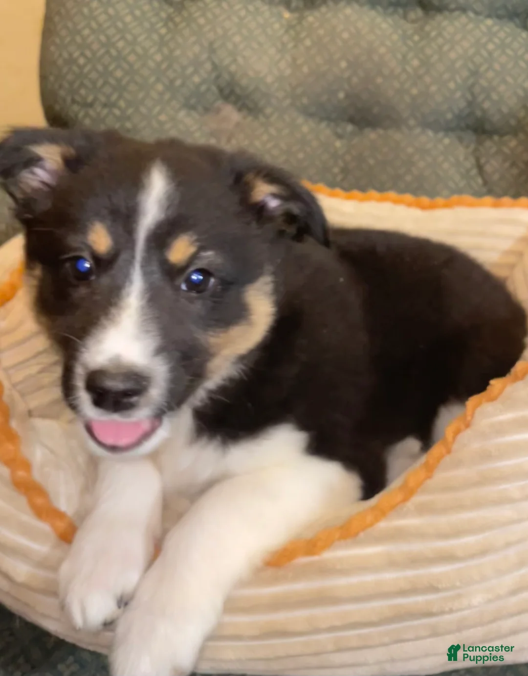 Mixed Breed dogs for sale: Dakota  - Ad 2