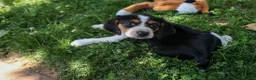Beagle dogs for sale: 💕Millie Mae 🐶 - Ad 7