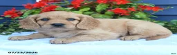 Miniature Golden Retriever dogs for sale: Sunshine - Ad 4