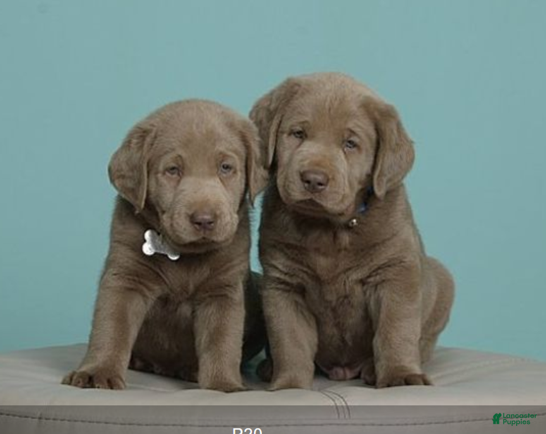 Labrador Retriever dogs for sale: Labrador Retriever Puppy 5 - Ad 21