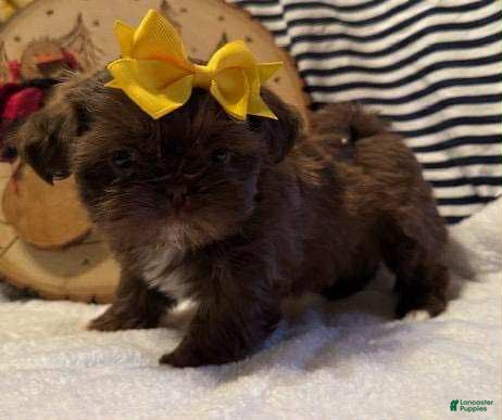 Shih Tzu dogs Alice - Ad 24