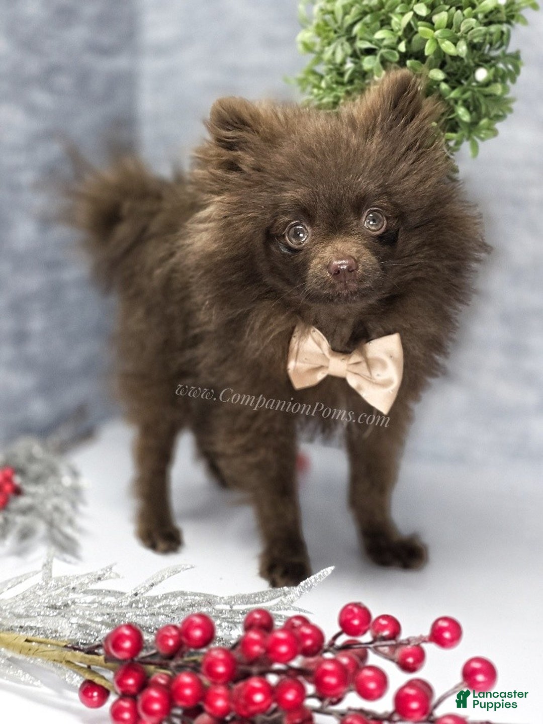 Pomeranian dogs for sale: Pomeranian Puppy 1 - Ad 4