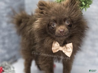Pomeranian dogs ** Christmas Sale ** Chocolate Chip - in his puppy uglies stage - Ad 2