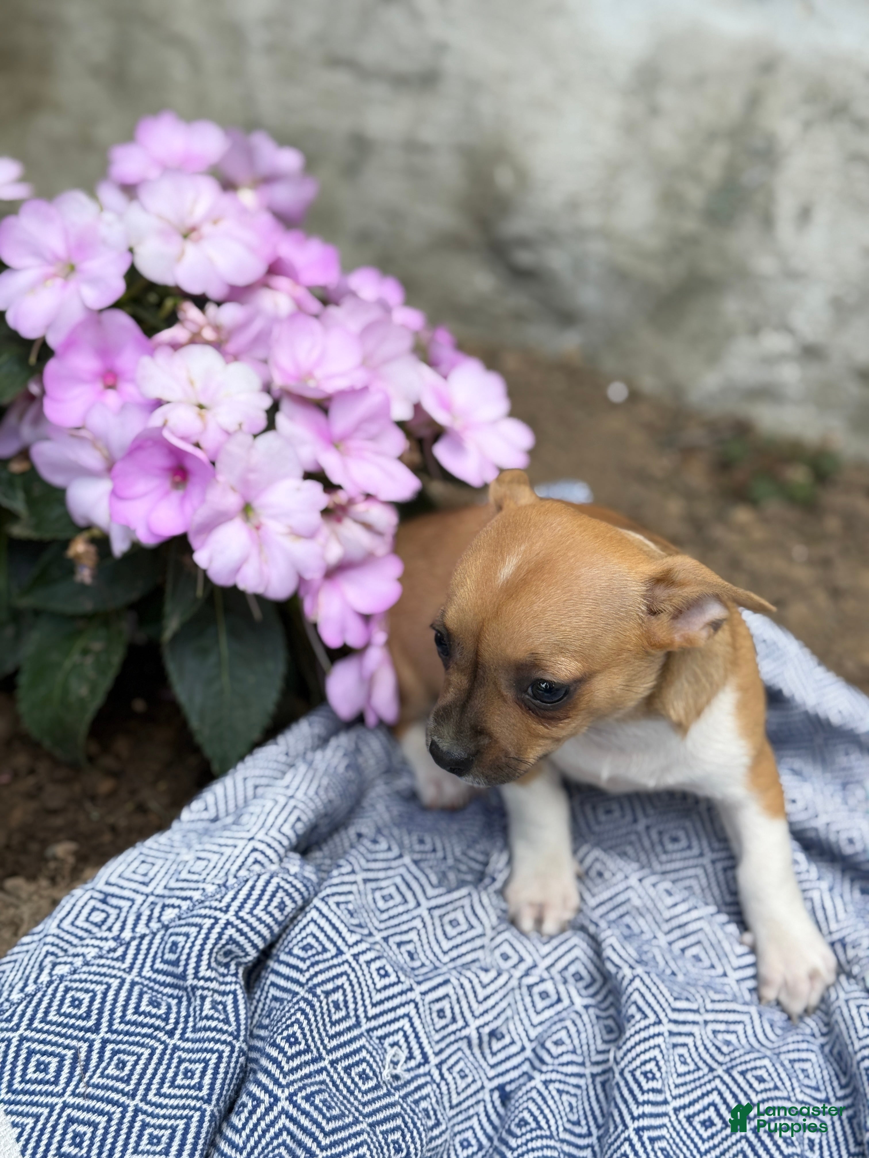 Chihuahua dogs Pam - Ad 2
