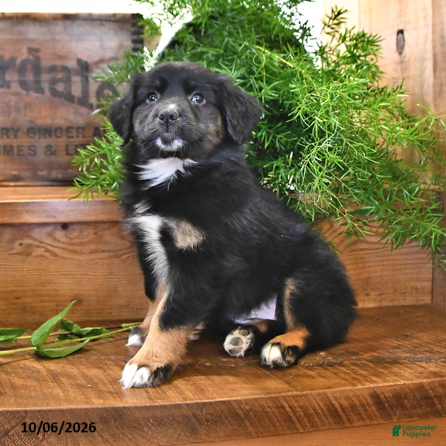 Australian Shepherd dogs Aster - Ad 1