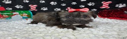 Havanese dogs for sale: Havanese Puppy 1 - Ad 3