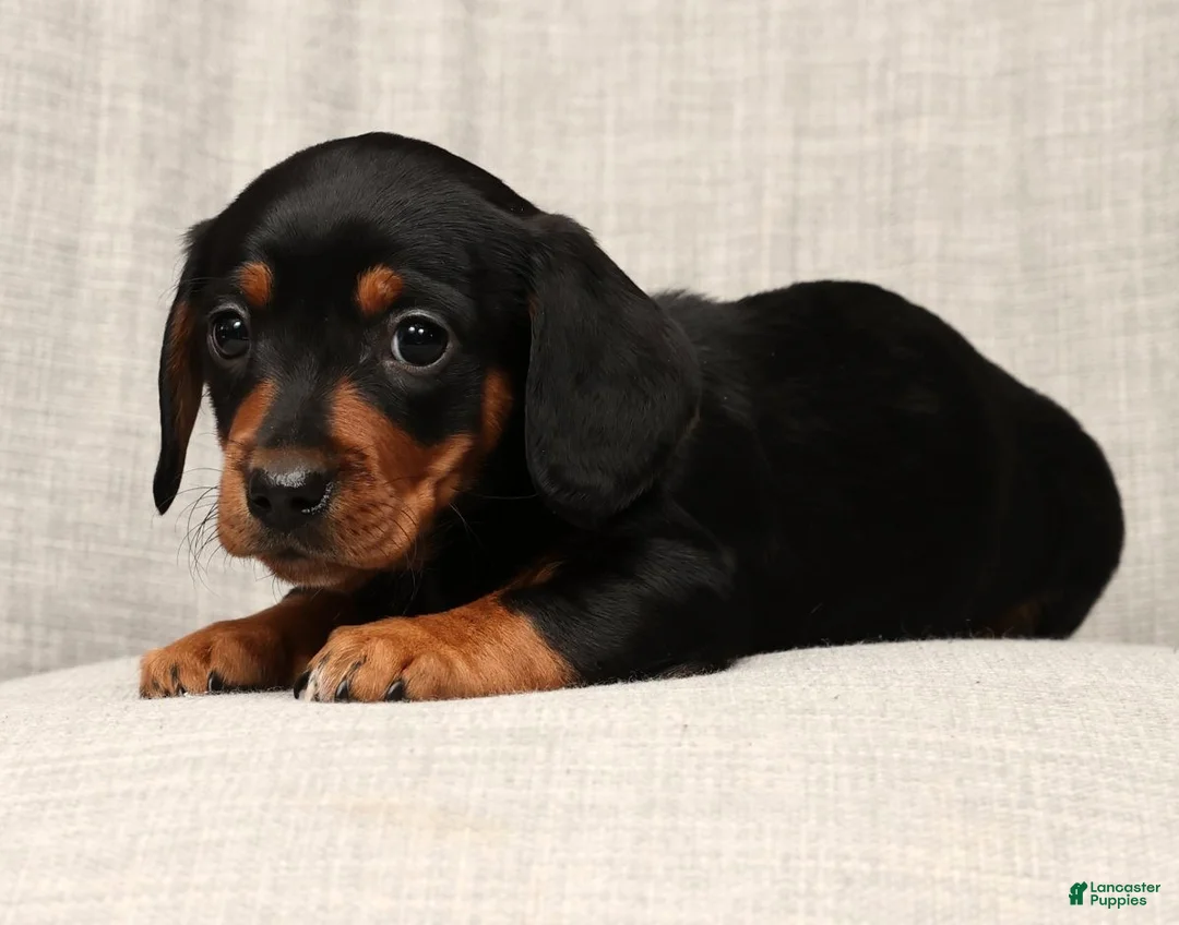 Miniature Dachshund dogs for sale: Sammy - Ad 9