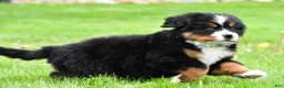Bernese Mountain Dog dogs for sale: Rusty - Ad 3
