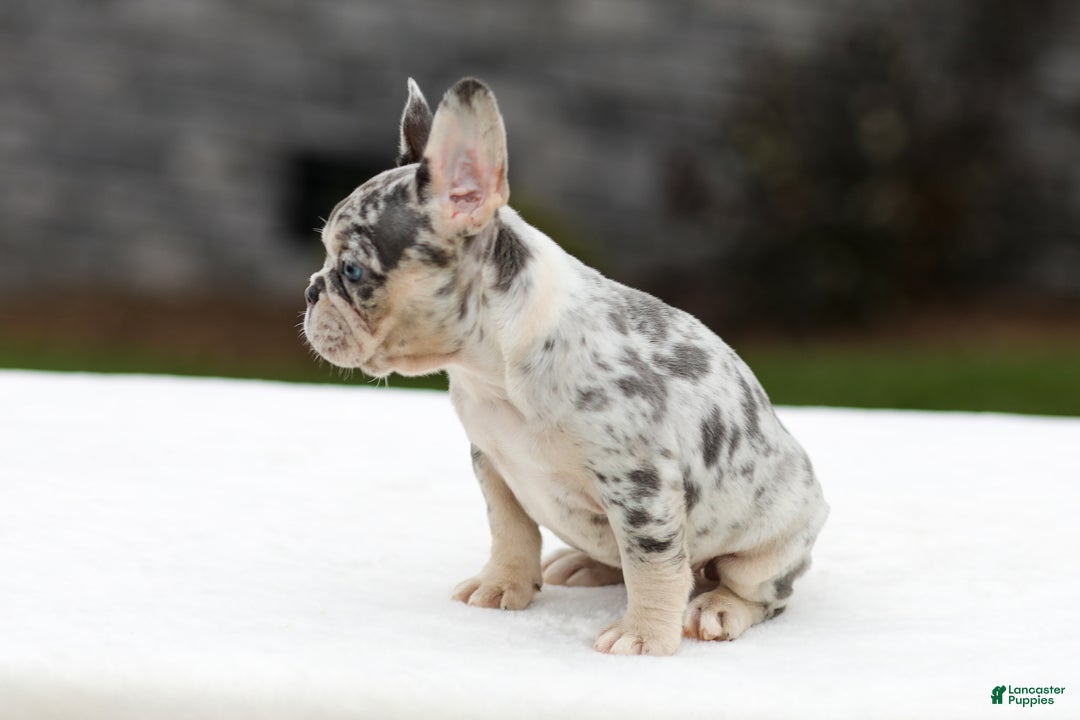 French Bulldog dogs for sale: Fern - Ad 4