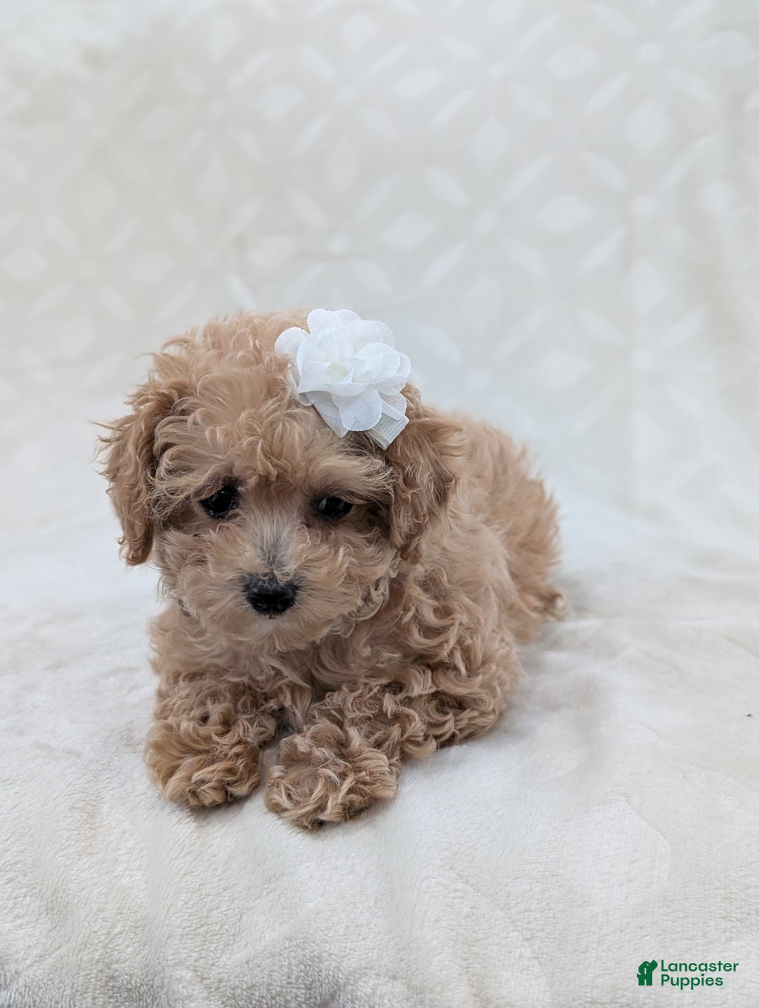 Toy Poodle dogs for sale: Amara - Ad 5