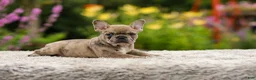 French Bulldog dogs for sale: Gretta - Ad 2