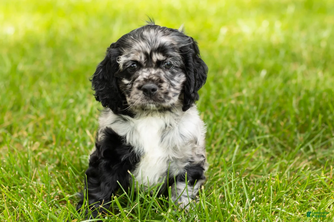 Cocker Spaniel dogs for sale: Cash  - Ad 6