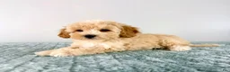 Cavapoo dogs for sale: Pudding - Ad 4