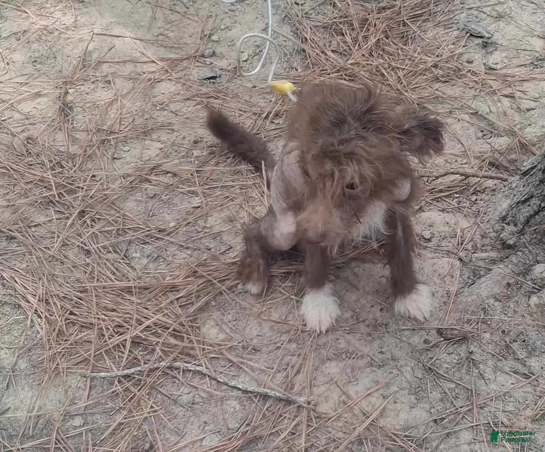 Chinese Crested dogs for sale:  1 - Ad 5