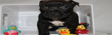 Zena