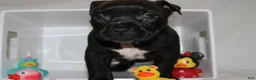 American Bully dogs for sale: Zena - Ad 1