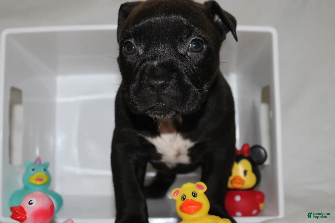 American Bully dogs for sale: Zena - Ad 1