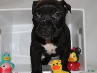 American Bully dogs Zena - Ad 41