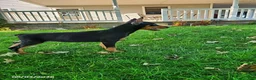 Doberman Pinscher dogs for sale: Kiara - Ad 3
