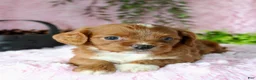 Cavapoo dogs for sale: Cavapoo 8 - Ad 3