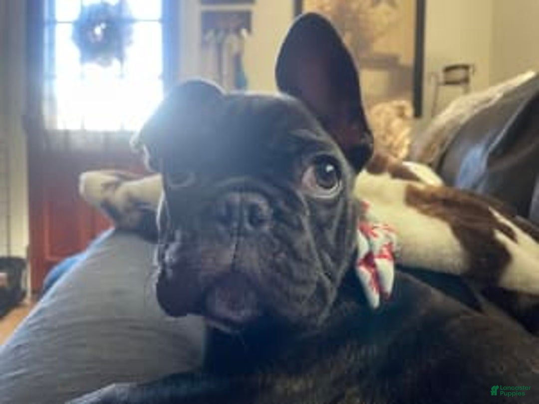 Gallery Image {{count}}