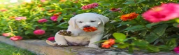 Labrador Retriever dogs for sale: Stormy - Ad 16