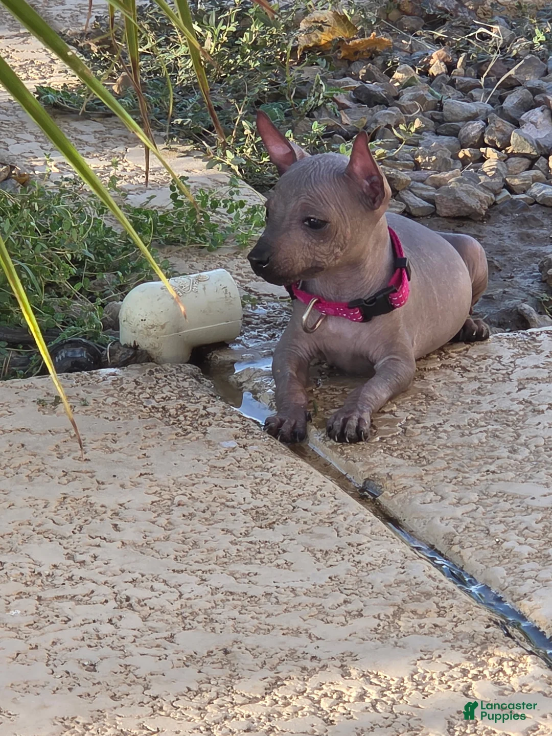 Xoloitzcuintle dogs for sale: girl - Ad 1