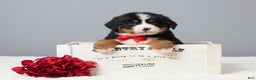 Bernese Mountain Dog dogs for sale: Frisky - Ad 3