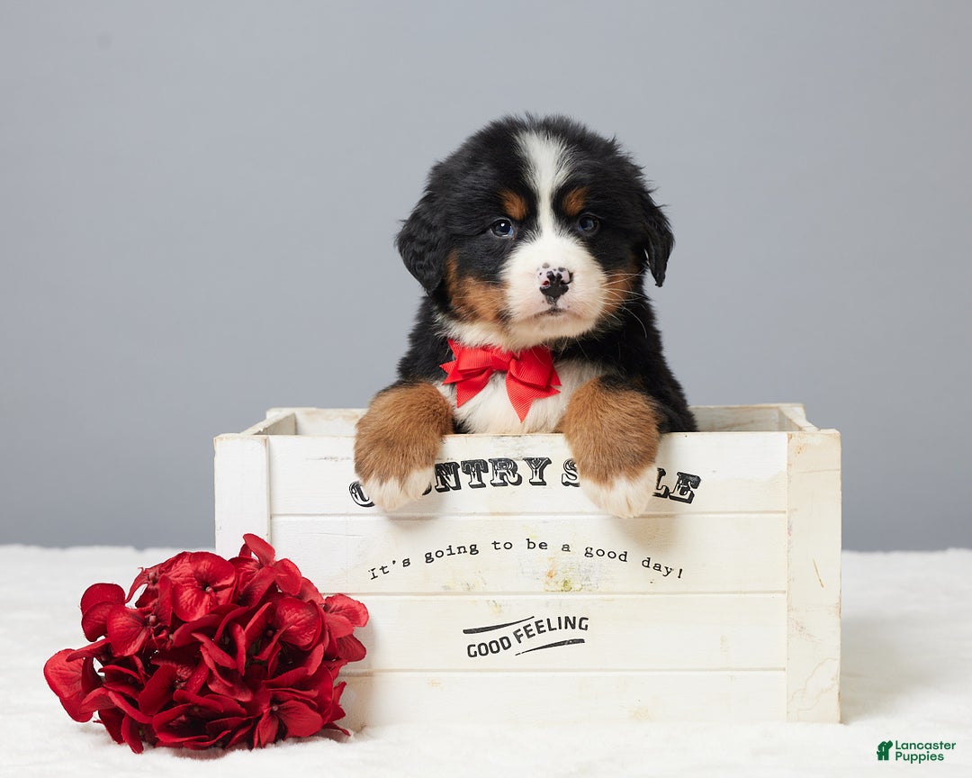 Bernese Mountain Dog dogs for sale: Frisky - Ad 3