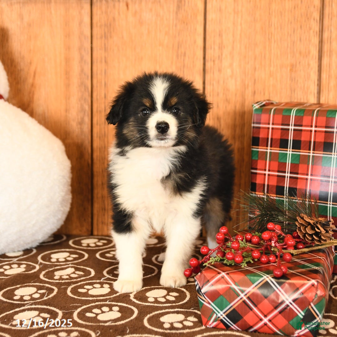 Miniature Australian Shepherd dogs for sale: Jericho - Ad 4
