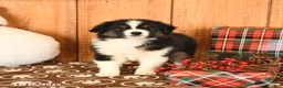 Miniature Australian Shepherd dogs for sale: Jericho - Ad 4