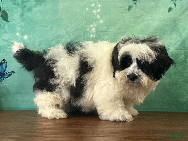 Teddy Bear dogs Cash  - Ad 2