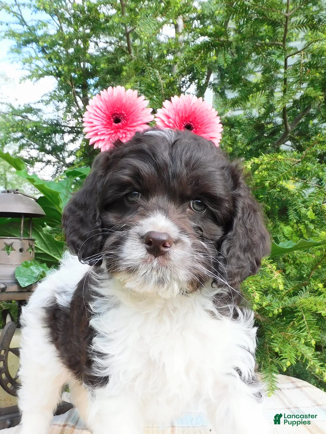 Cockapoo dogs for sale: Hershey  - Ad 1