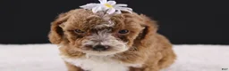 Mini Goldendoodle dogs for sale: Paislee - Ad 4
