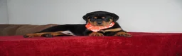 Rottweiler dogs for sale: Rocky - Ad 3