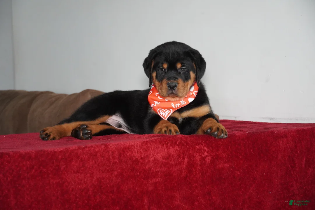Rottweiler dogs for sale: Rocky - Ad 3