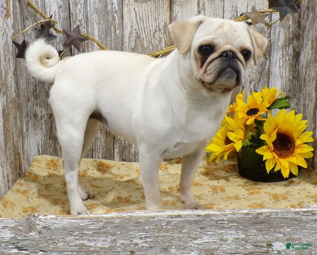 Pug dogs for sale: AMY - Ad 2