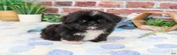 Shih Tzu dogs for sale: Manny - Ad 4