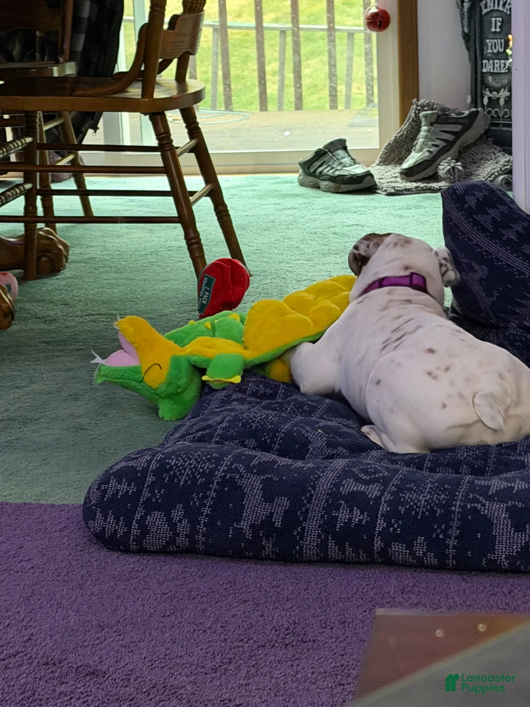 Beabull dogs for sale: Mabel - Ad 10