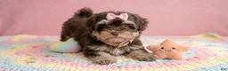 Maltipoo dogs for sale: BABY - Ad 3