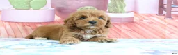 Mini Goldendoodle dogs for sale: Princess - Ad 3