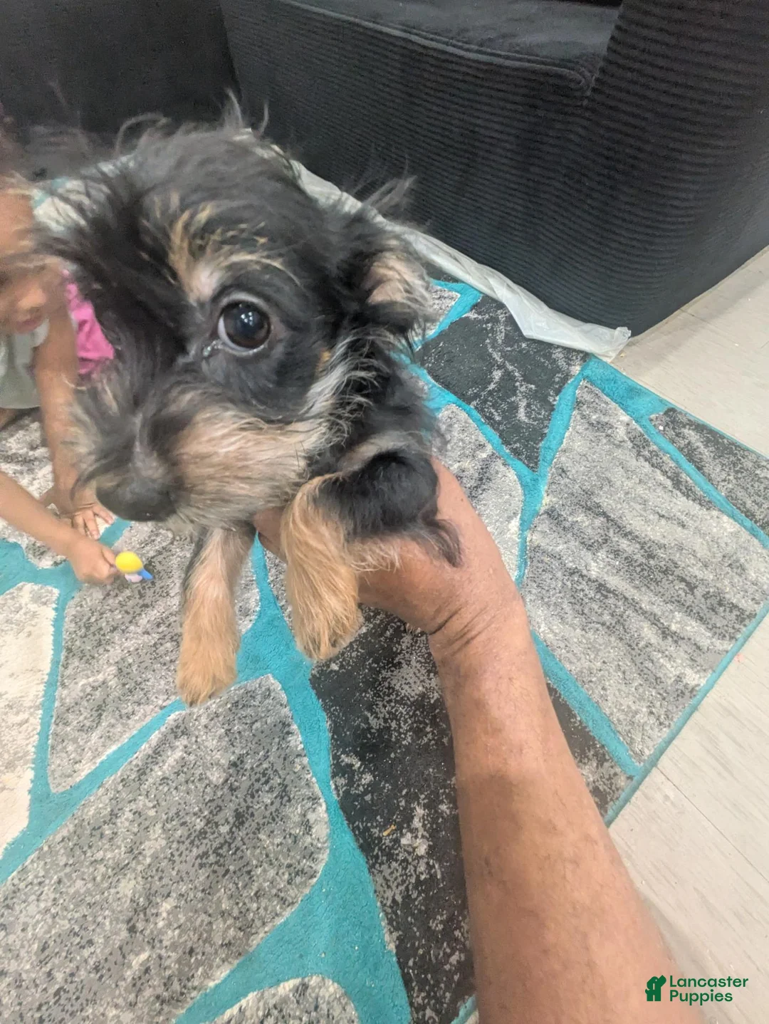 Mixed Breed dogs for sale: Bracelet - Ad 1