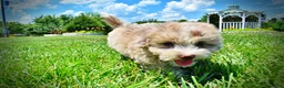 Havapoo dogs for sale: Espresso - Ad 14