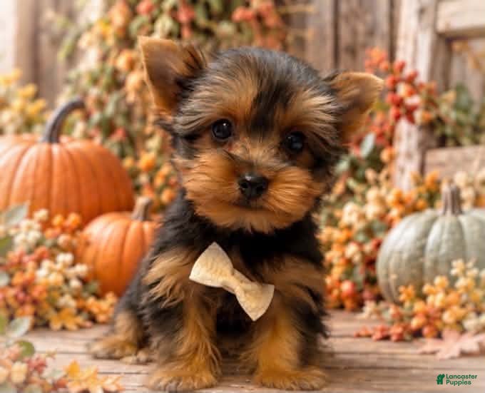 Yorkshire Terrier dogs Ralf 2.6lbs on 10/7 - Ad 32
