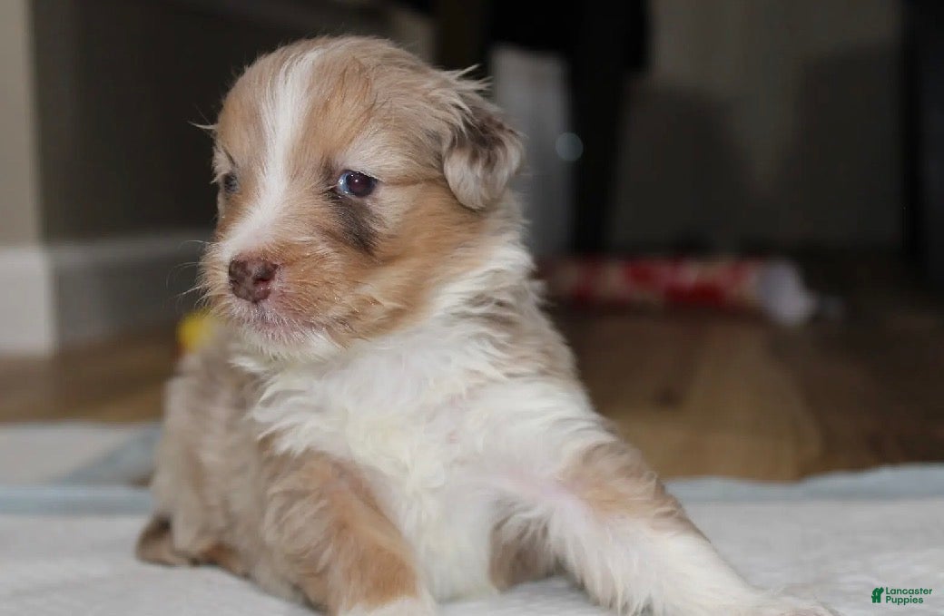 Australian Shepherd dogs Australian Shepherd Puppy 3 - Ad 19