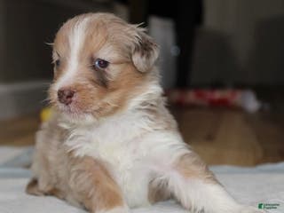 Australian Shepherd dogs Australian Shepherd Puppy 3 - Ad 36
