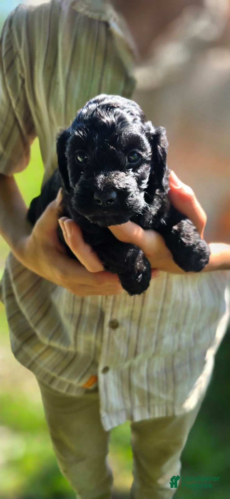 Cockapoo dogs Zayn - Ad 2
